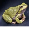 Frogs and toads 5