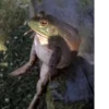 Frogs and toads 6