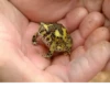 Frogs and toads 7