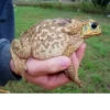 Frogs and toads 8