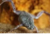 Frogs and toads 9