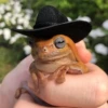 Frogs and toads 10