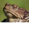 Frogs and toads 11