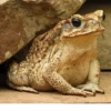 Frogs and toads 13