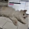 Cutesstikerss :: 5