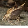 Frogs and toads 14