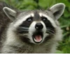 Raccoon 5