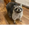 Raccoon 6
