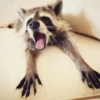 Raccoon 7