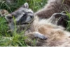 Raccoon 8