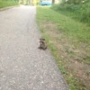 Raccoon 9
