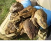 Frogs and toads 15