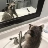Raccoon 10