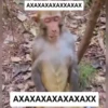 Monkey rejecting cringe 7