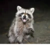 Raccoon 11
