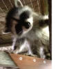 Raccoon 12