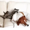 Raccoon 13