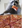 Raccoon 14