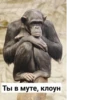 Monkey rejecting cringe 9