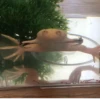 Frogs and toads 16