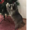 Raccoon 15
