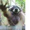 Raccoon 16
