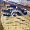 Raccoon 17
