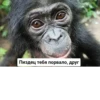 Monkey rejecting cringe 10