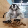 Raccoon 18