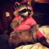 Raccoon 19