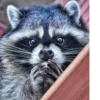Raccoon 20