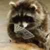 Raccoon 21