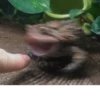Frogs and toads 17