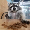 Raccoon 22