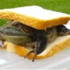 Frogs and toads 18