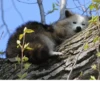 Raccoon 23
