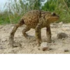 Frogs and toads 19