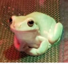 Frogs and toads 20