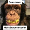 Monkey rejecting cringe 11