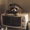 Raccoon 24