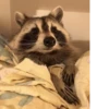 Raccoon 25