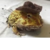 Frogs and toads 21