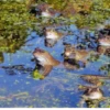 Frogs and toads 22