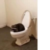 Raccoon 26