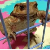 Frogs and toads 23