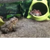 Frogs and toads 24