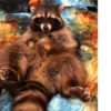 Raccoon 27