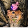 Frogs and toads 25