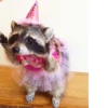 Raccoon 28