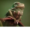 Frogs and toads 26